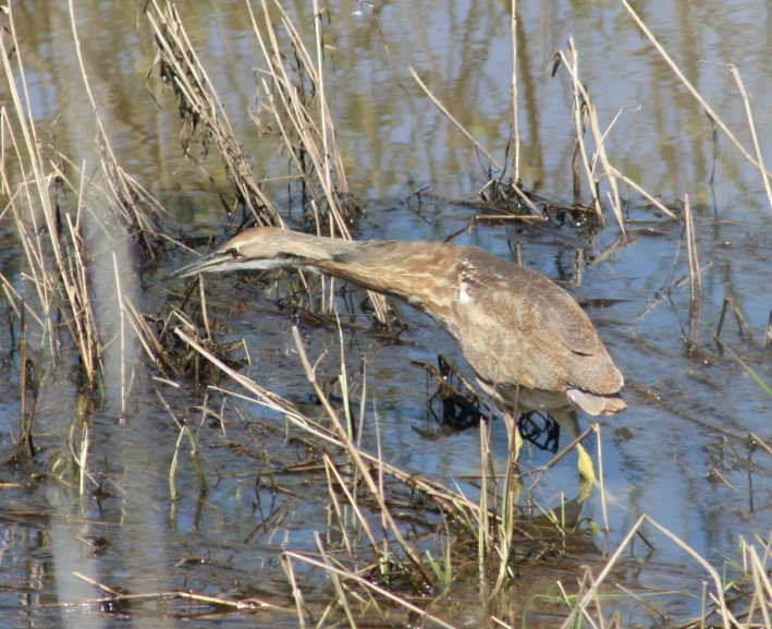 a duck walking through a flooded marsh area