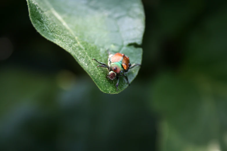 a lady bug sitting on a green leaf