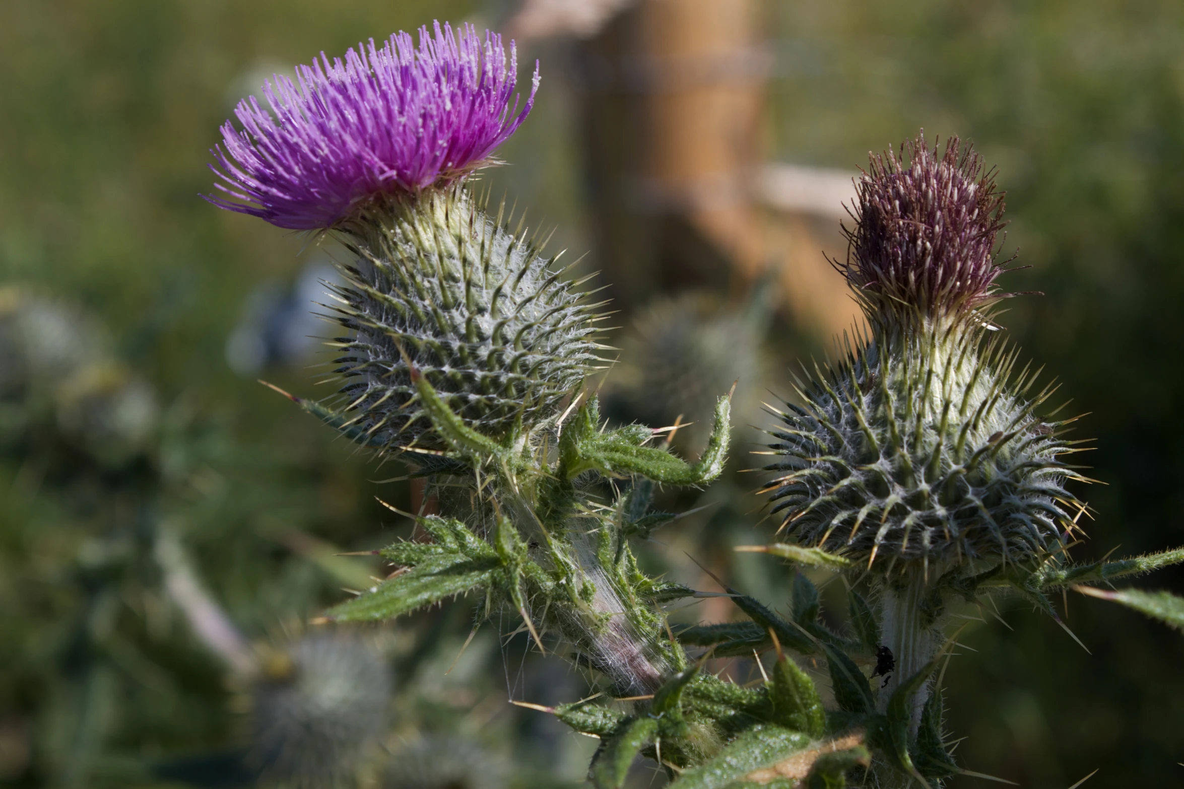 two large purple flower buds on the plant