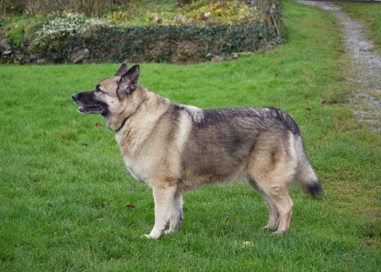 a large german shepherd dog standing on a green lawn