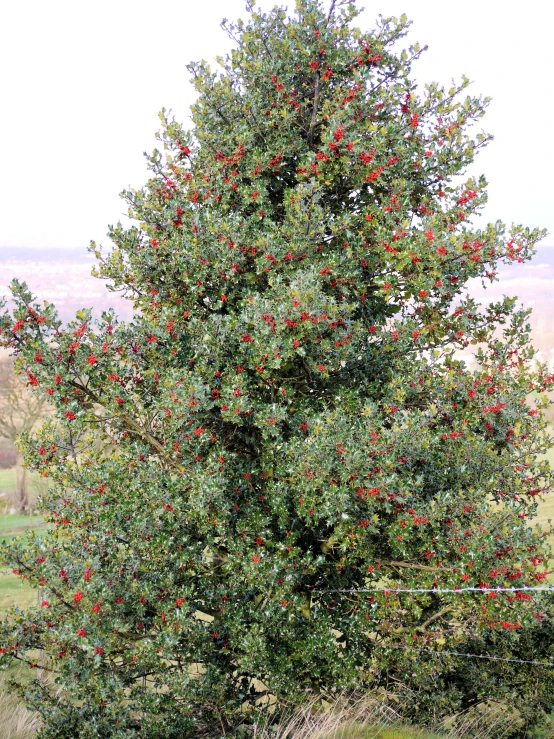 a tree with red flowers in the midst of an open field