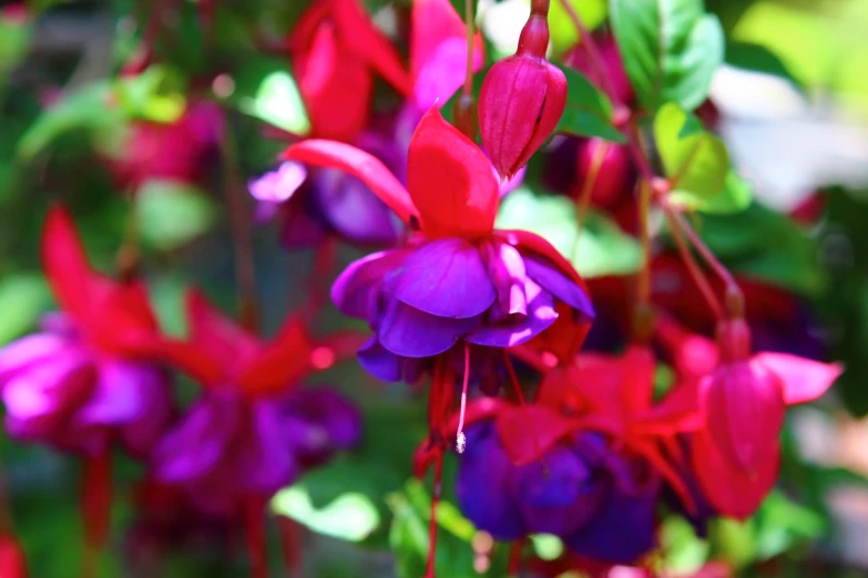 a colorful flower is hanging from the stems