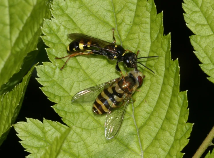 two flybees resting on the leaves of a green leaf