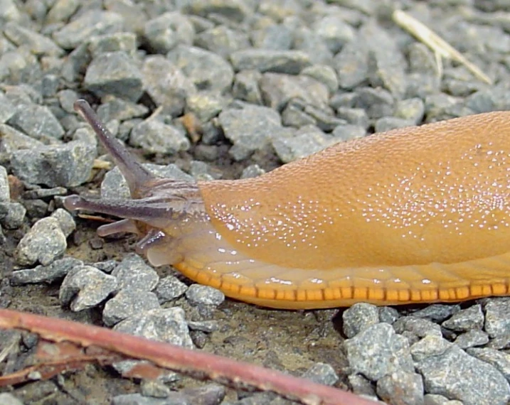 a close up of a slug on a gravel ground