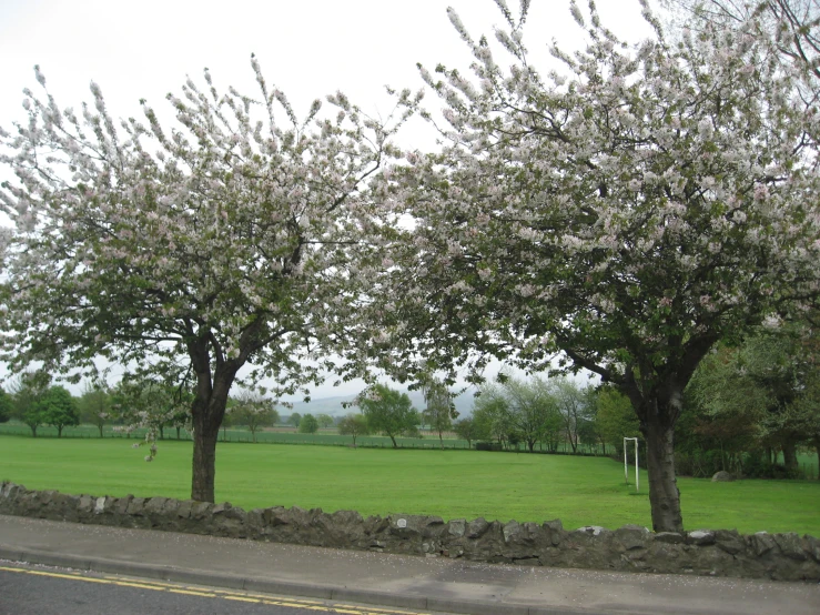 two flowering trees next to a road