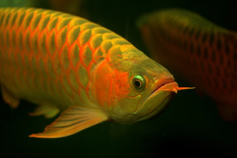 the orange and yellow fish is swimming