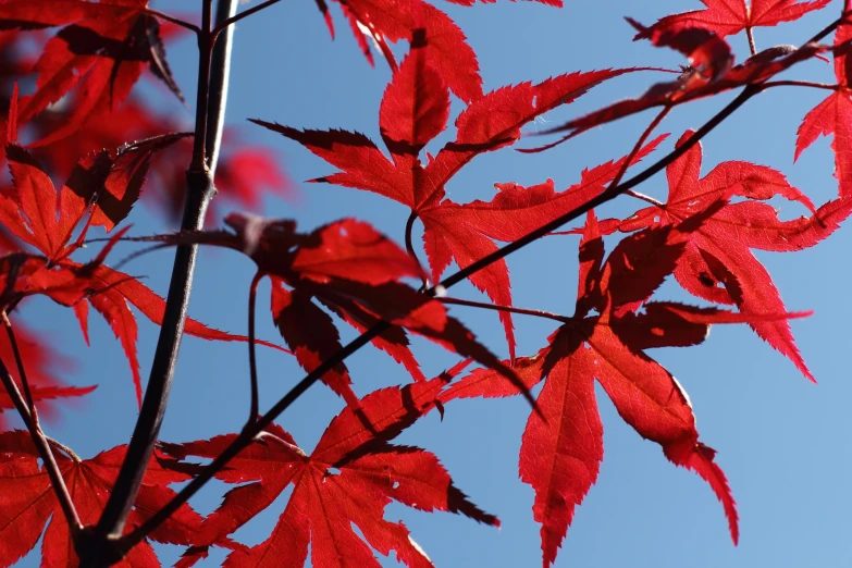 a tree with bright red leaves blowing in the wind