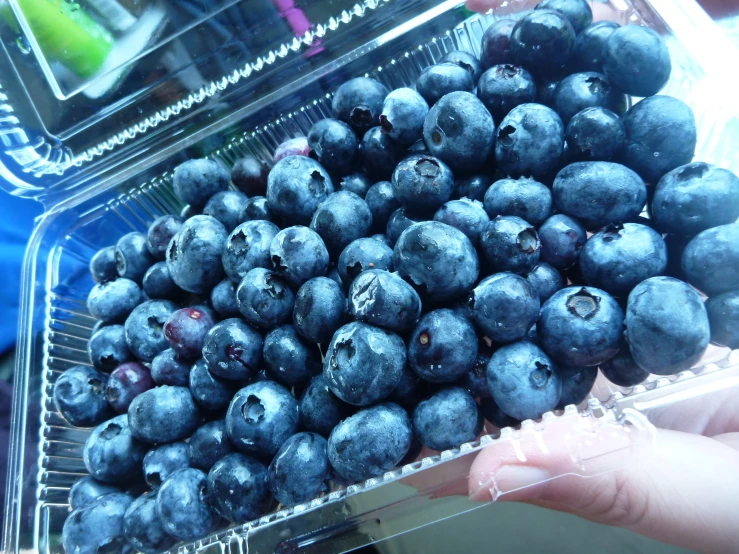 a pile of blueberries in a plastic tray