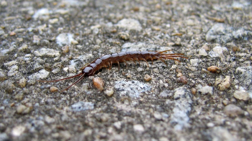 a centipeon laying on the ground in a 