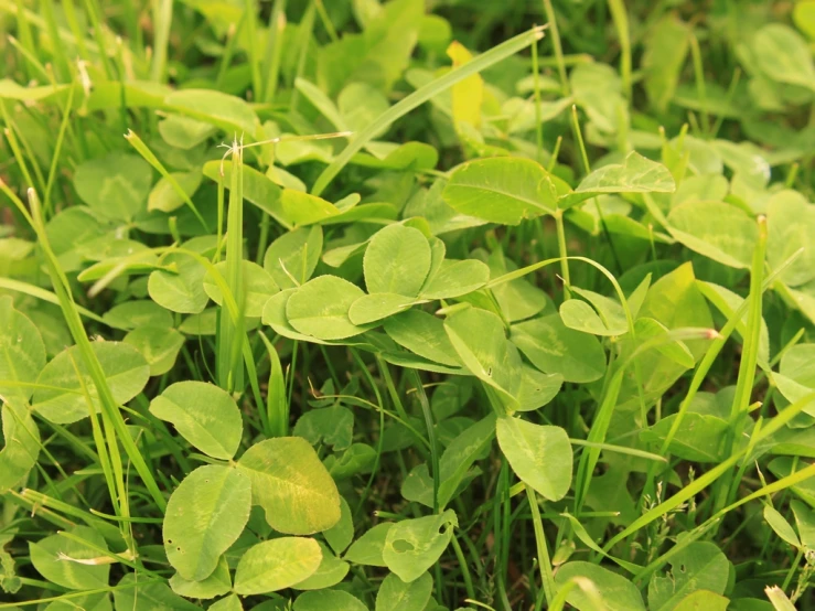 closeup of several leaves in a field