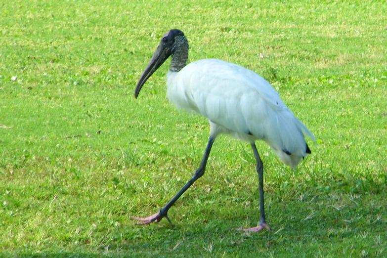 the bird is in the green grass with a long leg