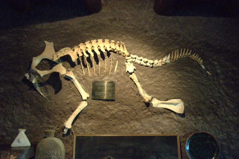 an animal skeleton laying down on the ground