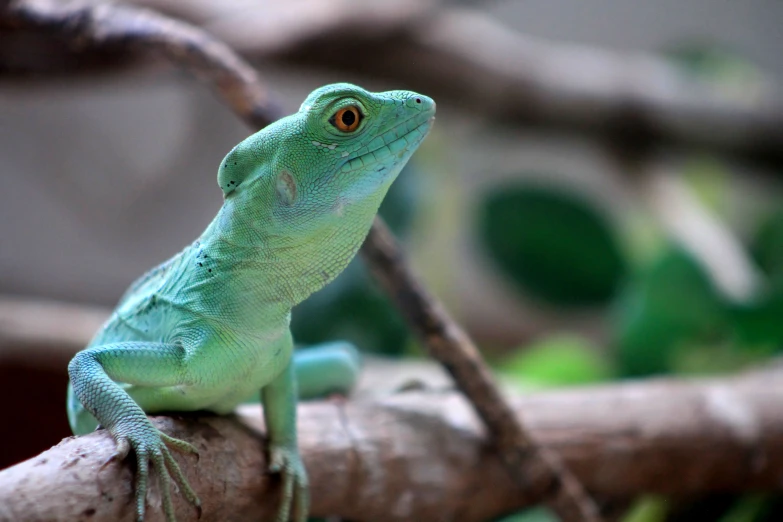 a blue and green lizard on a tree nch