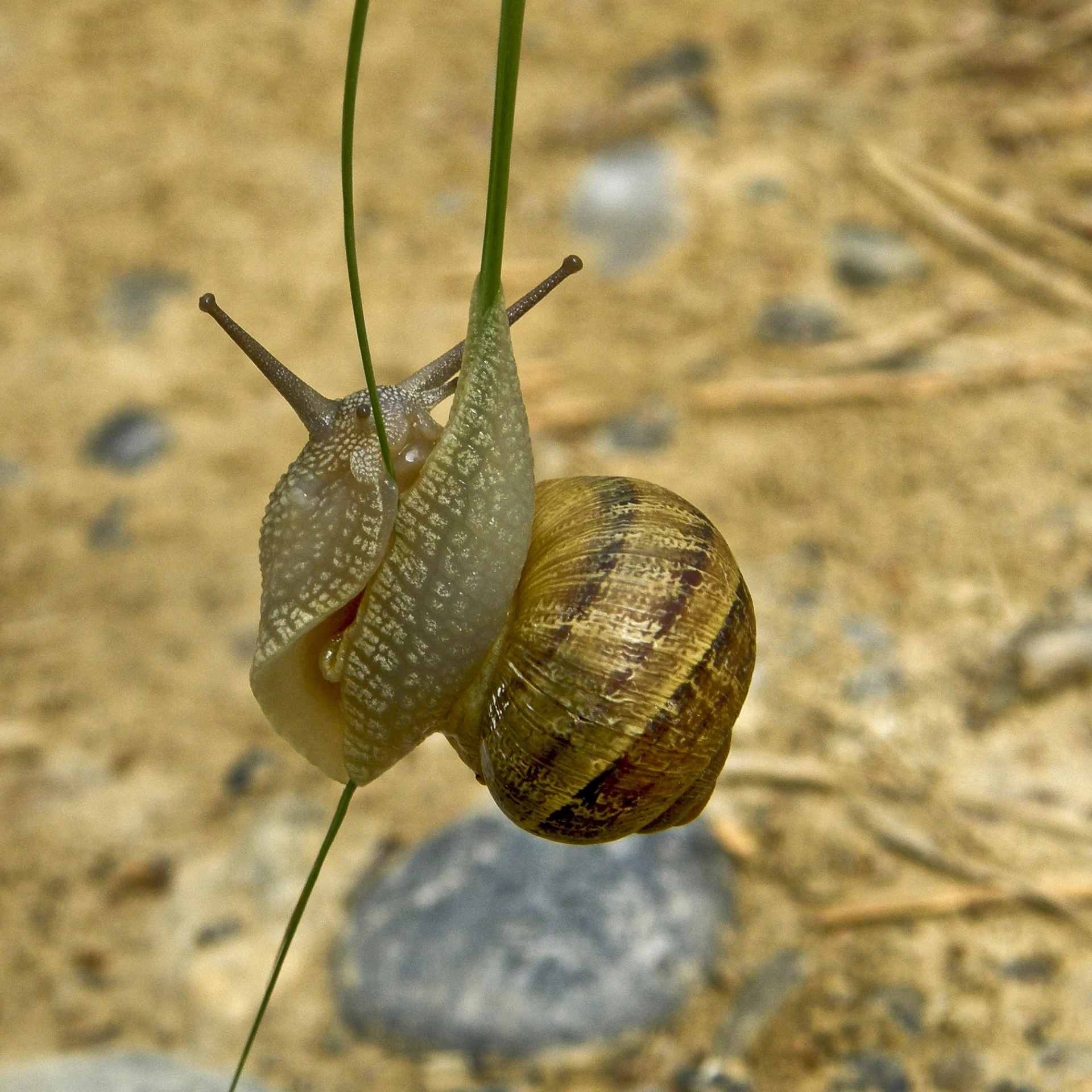 a snail and a slug laying on some leaves