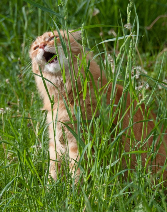 an orange cat sitting in some tall grass