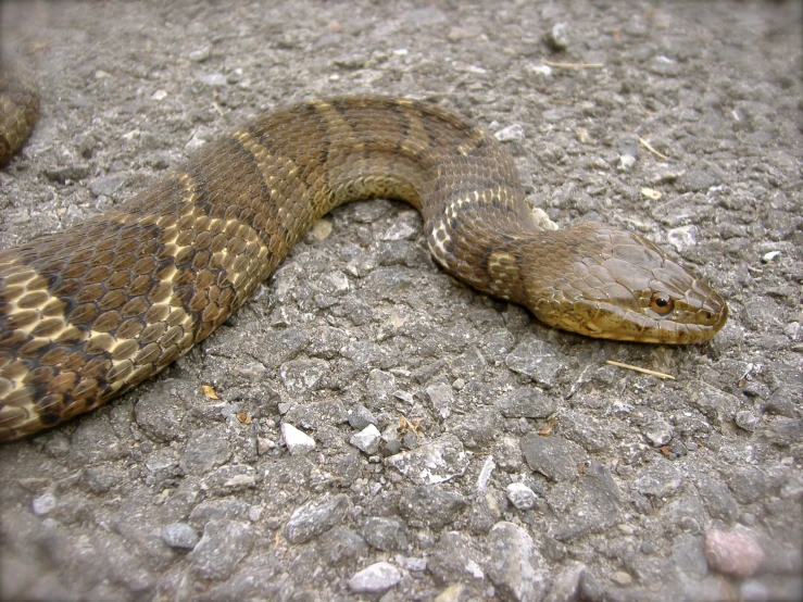 a snake on asphalt with gravel around it
