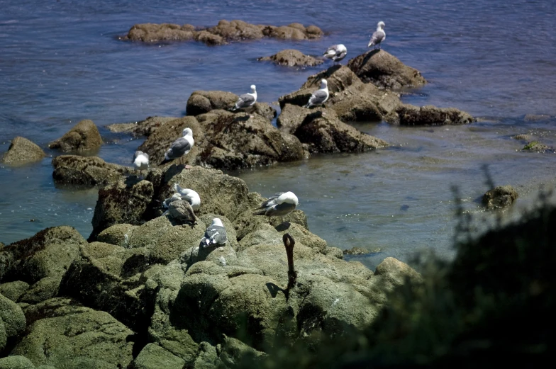 birds standing on rocks near water and water