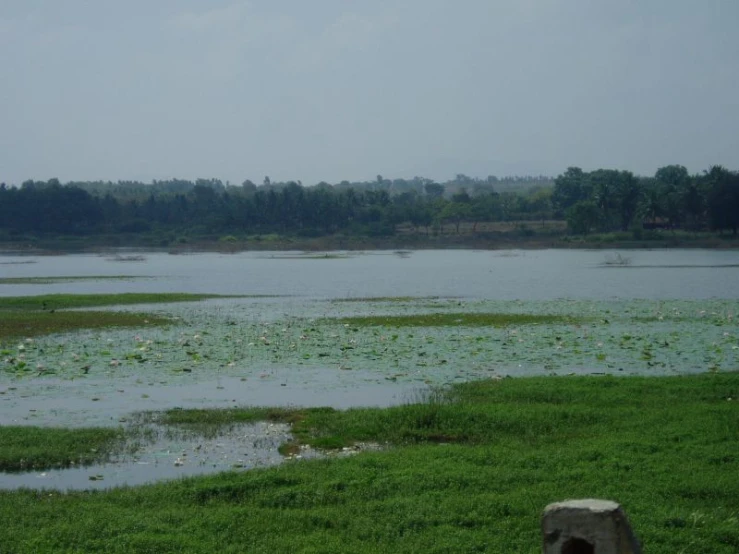 grass is growing in a field near the water