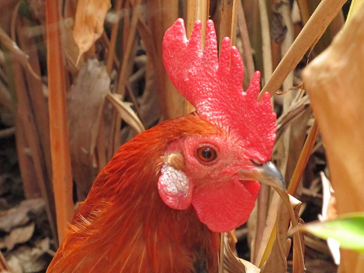a rooster stands in grass with its head turned