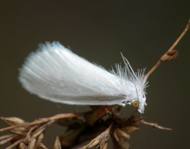 an up close s of a white bird wing