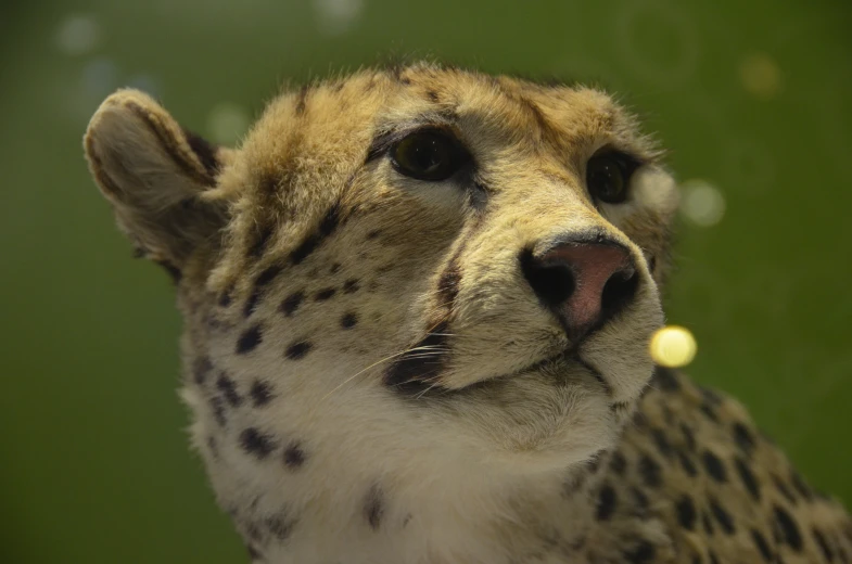 closeup view of a cheetah looking away from camera