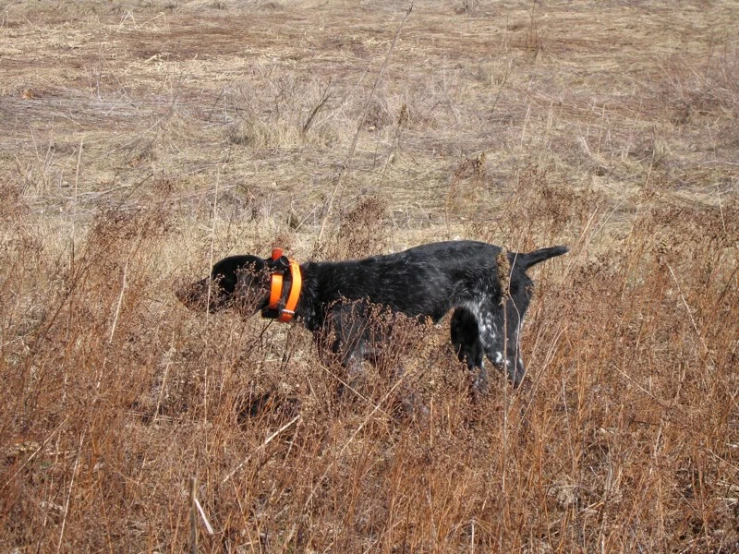 an animal that is standing in some grass