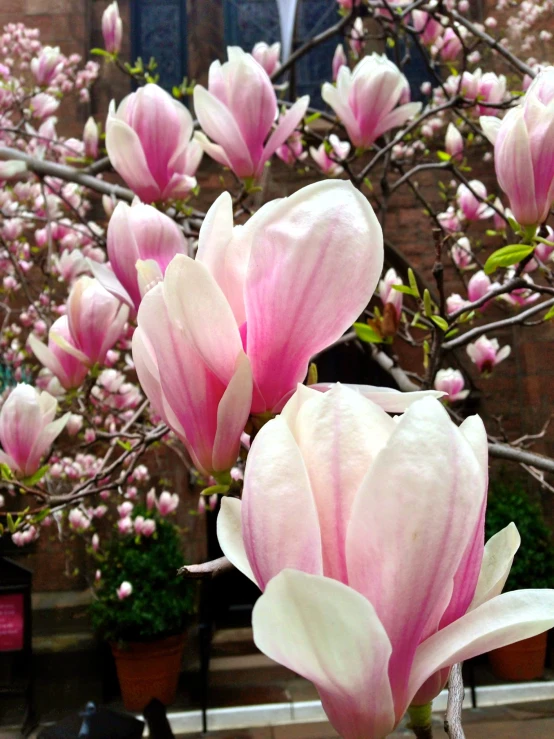 a nch with flowers on it with many buds