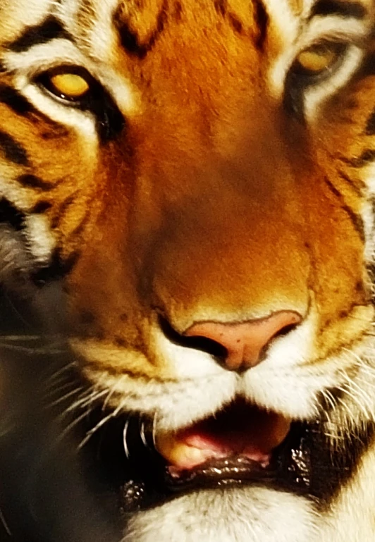 a close - up s of the face of a tiger