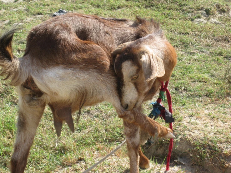 a small baby goat is being held up to its mother