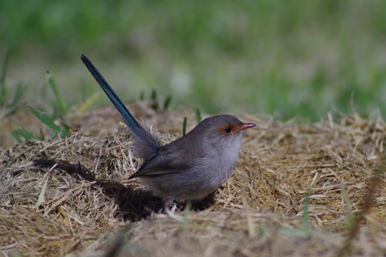 a bird standing in the middle of some dry grass