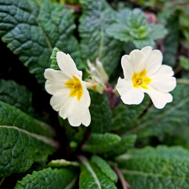 two white flowers with yellow centers stand surrounded by leaves