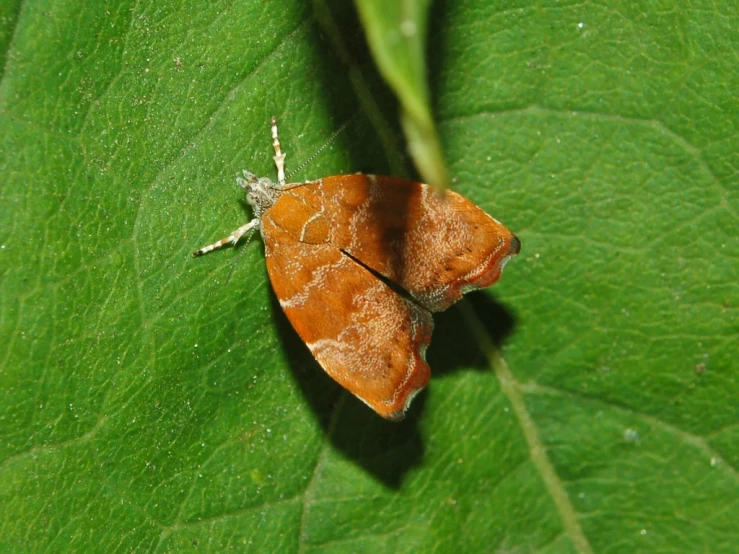 a brown colored moth rests on a green leaf