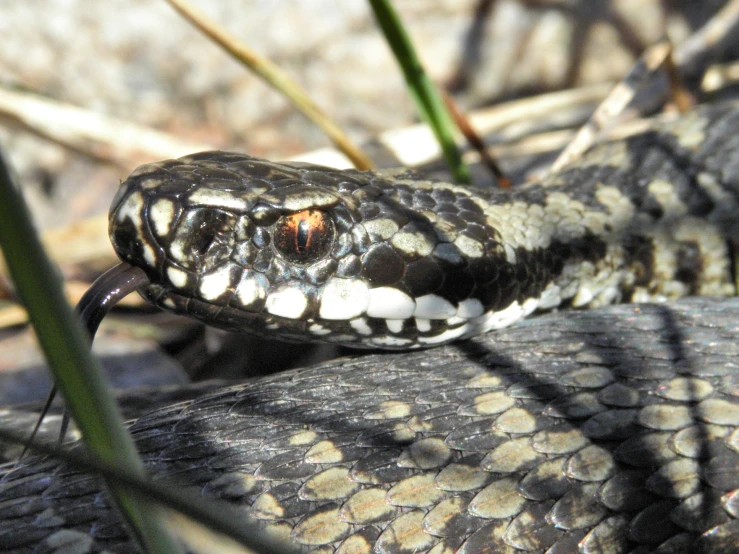 a very big pretty snake near a water pond