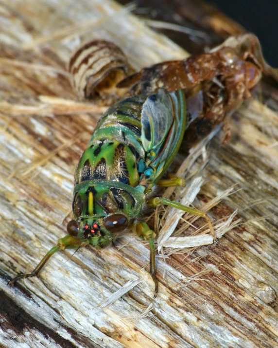 a close up of a bug on a wooden surface