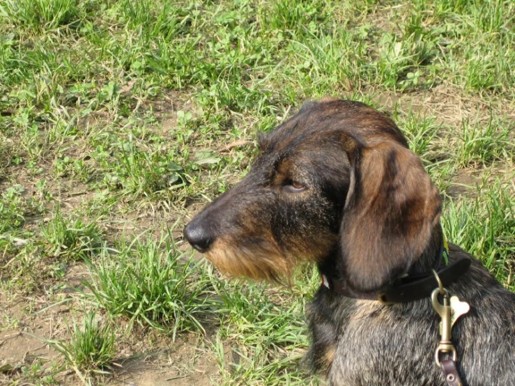 a small brown and black dog sitting in the grass