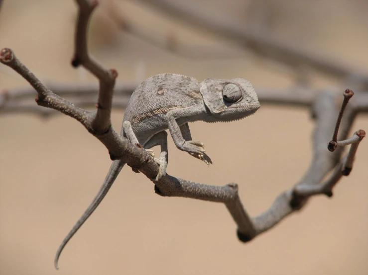 a gray chamelon in a tree with no leaves