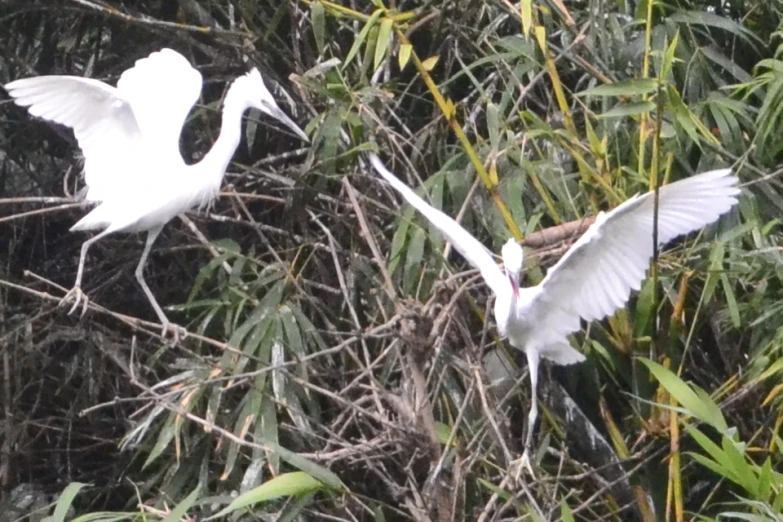 a white bird taking off from a tree with another one nearby