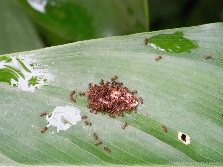 a group of ants on a leaf with anthers scattered around them