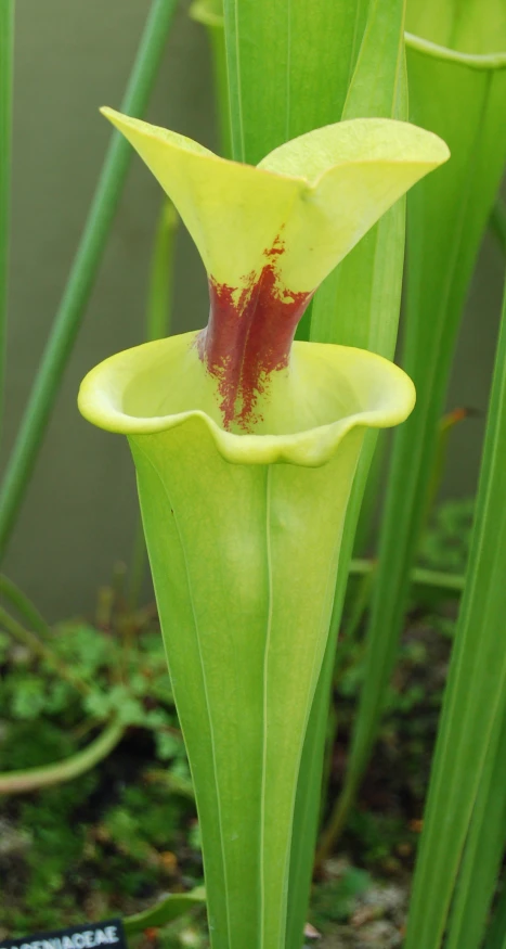 a small yellow flower with red stamen