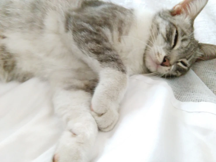 a white, grey and black cat laying on a bed