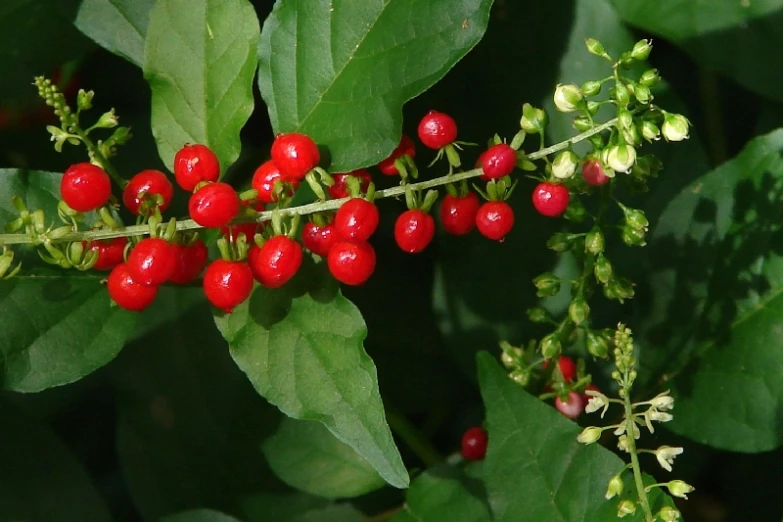 the nch of a leaf is filled with red berries