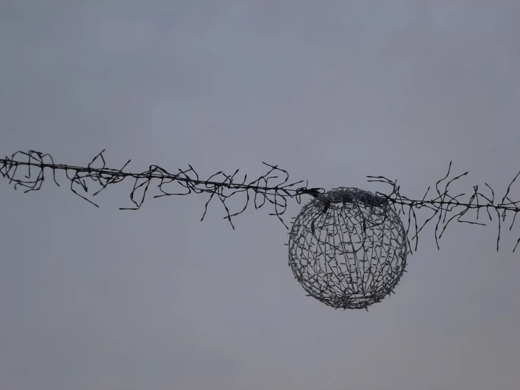 a hanging plant with black seeds wrapped around it