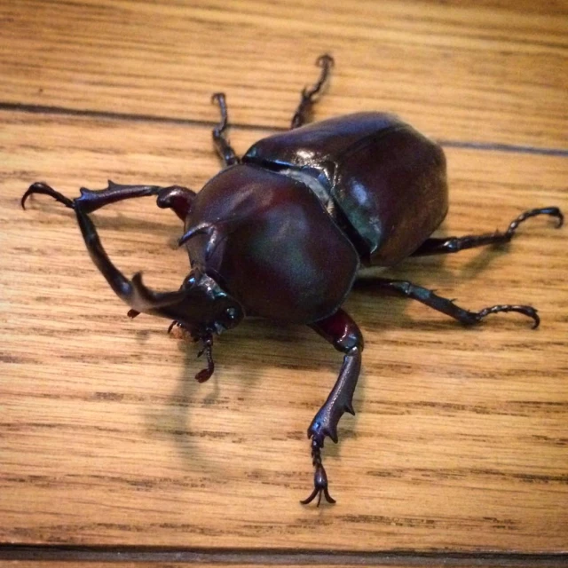 a beetle is standing on a wooden table