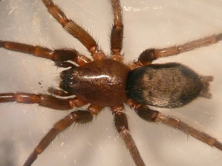 a close up picture of an brown spider on a white background