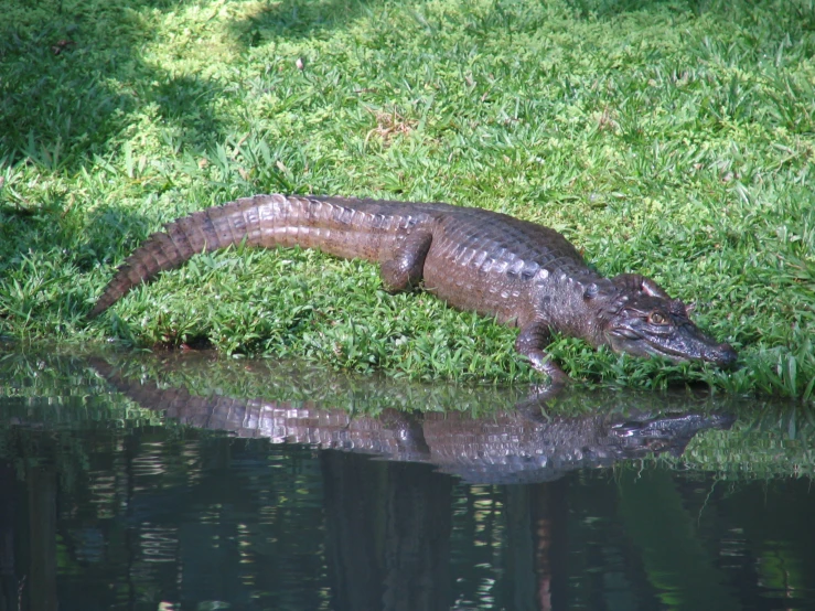 an alligator is lying down in the water