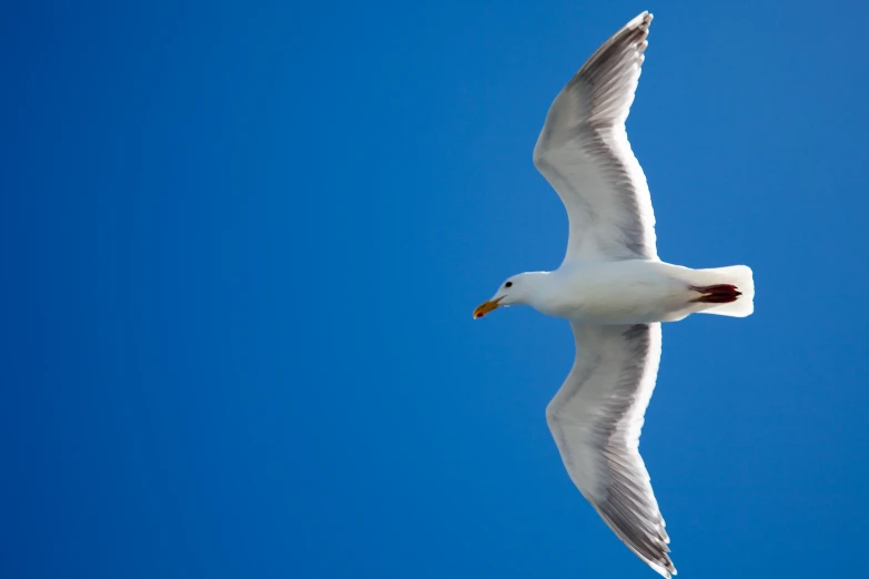 a bird flying high in the air near some clouds