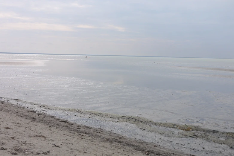 a bird sitting on the beach in a water way