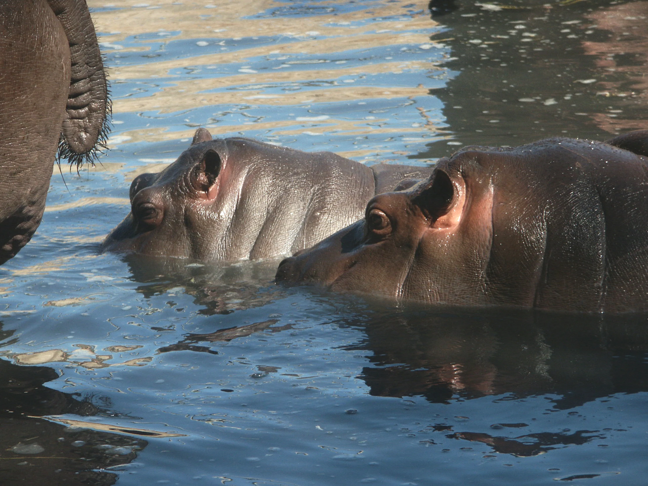 a couple of hippos swimming in a body of water