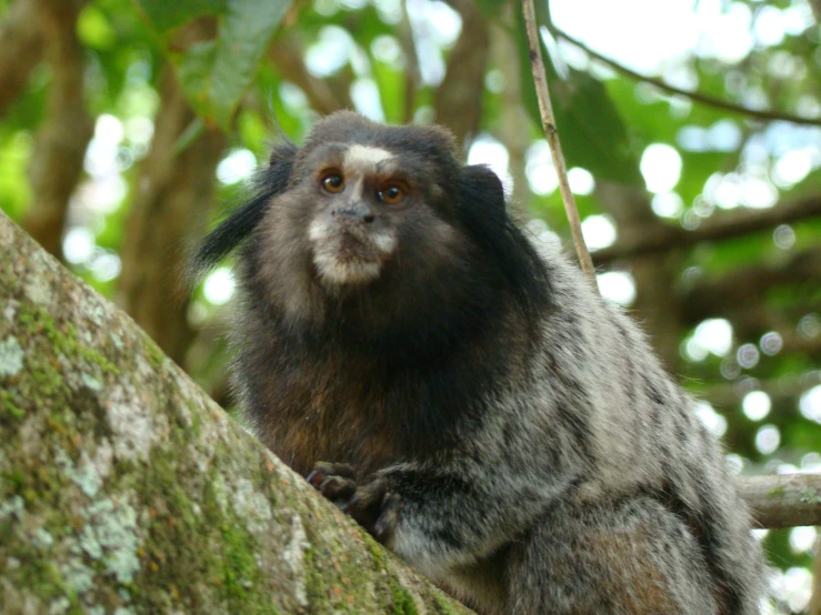 a monkey is sitting on a tree limb