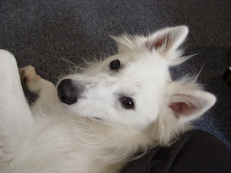 a white dog laying down and looking up